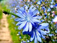آشنایی با خواص کاسنی