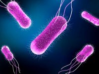 آلودگی‌غذایی بوسیله سالمونلا