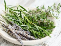آشنایی با گیاه رزماری، از کاشت در منزل تا خواص درمانی