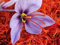 آشنایی باخواص شگفت انگیز زعفران برای سلامتی