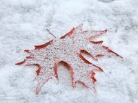 بارش شدید باران در ۱۰ استان؛ تهران برفی می‌شود