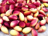 خواص پسته تازه و تأثیر آن بر بدن انسان