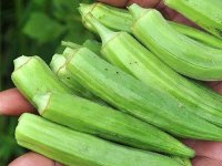 فواید مغذی بامیه را بشناسید