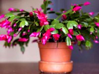 نحوه نگهداری کاکتوس کریسمس در اتاق کودک