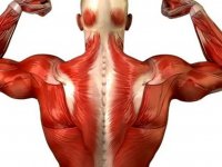 قوی‌ترین ماهیچه‌ بدن انسان کدام است؟