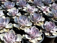 کاکتوس ساق عروس