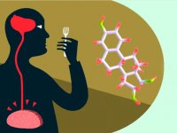 نقش هورمون ها در روند کاهش وزن