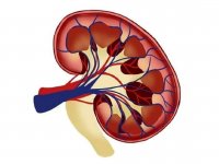 مصرف هم‌زمان ایبوپروفن و کافئین سلامت کلیه را تهدید می‌کند