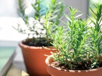 گیاه رزماری، از کاشت در منزل تا خواص درمانی