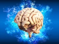 شکل مغز شما رفتار شما را تعیین می‌کند؟