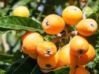 10 خاصیت بی نظیر ازگیل ژاپنی یا لوکوآت