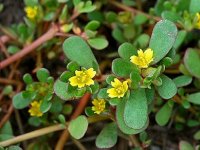 خواص سبزی خُرفه را بیشتر بشناسید