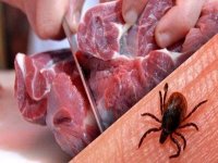 تب کریمه کنگو قربانی گرفت