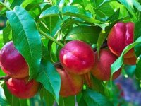 هسته این میوه سمی است و باعث مرگ می‌شود