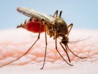 بازار سیاه فروش اسپری دافع حشرات به بهانه تب دنگی
