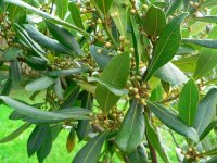 آشنایی با خواص شگفت انگیز برگ یک گیاه