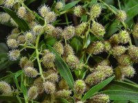 گیاهان مهاجم؛ دشمنان بی‌سر و صدای طبیعت ایران