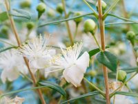 همه چیز درباره گیاه مورد