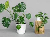 برگ انجیری؛ گیاهی محبوب با نگهداری آسان برای آپارتمان