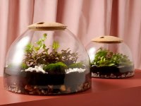 گیاهان مناسب برای کاشت در تراریوم