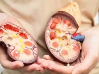 این غذاها کلیه‌ها را زنده نگه می‌دارند