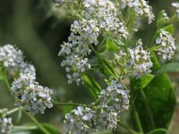 فواید گیاه حماض (شیطرج)؛ یک گیاه دارویی قدرتمند در طب سنتی