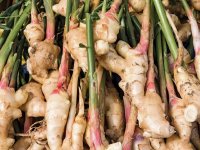 اثرات عصاره زنجبیل بر کاهش فشارخون