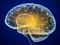 مغز از چه سنی پیر می‌شود؟