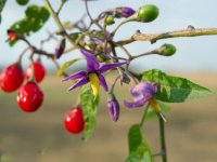خواص دارویی گیاه تاجریزی پیچ