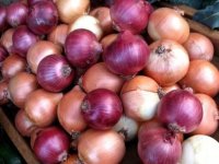 تاثیر پیاز بر درمان التهاب مری