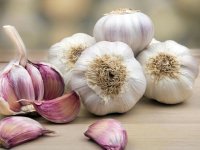 طبع سیر گرم است یا سرد؟