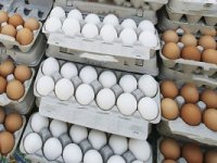 تخم مرغ را بالاتر از این قیمت تخرید !