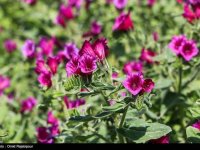 مصرف این گل سبب کاهش استرس و اضطراب می‌شود