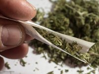 آمار نگران کننده میزان مخدر گل در کشور؛ ۱۰ برابر بیشتر از سایر کشورها