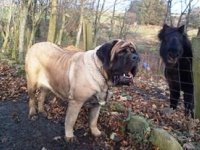 سگ غول‌پیکری که نامش در گینس ثبت شده+ عکس