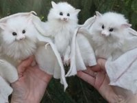 رنگ از رخ این خفاش پریده+عکس