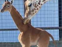 اتفاقی عجیب و غریب؛ تولد اولین زرافه بدون خال جهان+ عکس