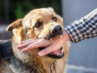 برای تزریق واکسن هاری کجا مراجعه کنیم؟