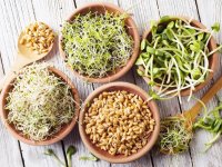 جوانه ها را هرگز خام مصرف نکنید