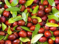 خواص معجزه‌آسای عناب برای سلامتی