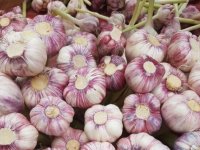 معجزه حافظه با یک گیاه خوشمزه