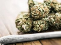 عوارض تکان‌دهنده مخدر گل؛ از قتل و خودکشی تا بستری شدن در تیمارستان