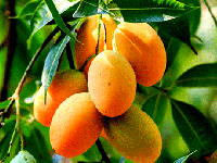 گلدان انبه خانگی خود را داشته باشید