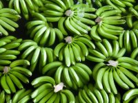 خواص بی نظیر موز سبز برای معده و بهبود گوارش