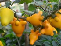 خواص میوه سه پستان ؛ از درمان میگرن تا تقویت سیستم ایمنی