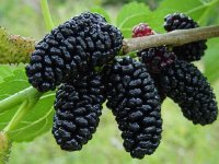 این میوه تابستانی کبد شما را پاکسازی می‌کند