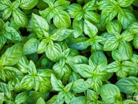 ریحان برای مبارزه با افسردگی دوران یائسگی