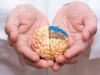 تاثیر یک ماده مغذی در پیشگیری از آلزایمر
