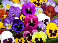 کدام گل‌ها مناسب باغچه‌های پاییزی هستند؟