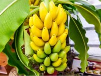 فواید غیرمنتظره برگ موز